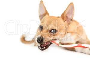 Cute dog chewing on toothbrush