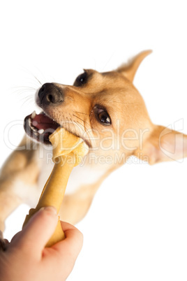 Cute dog chewing bone toy