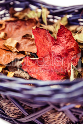 Autumn leaves in a basket