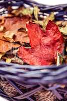 Autumn leaves in a basket
