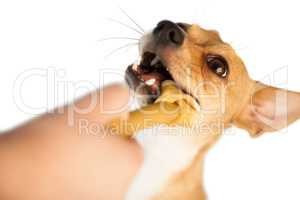Cute dog chewing bone