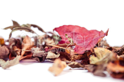Autumn leaves with copy space