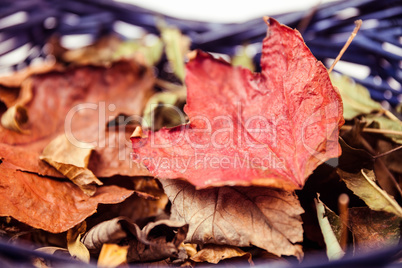 Autumn leaves in a basket