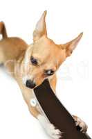 Cute dog chewing on skateboard toy