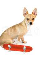 Cute dog with skateboard toy