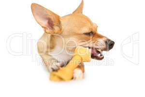 Cute dog chewing bone toy