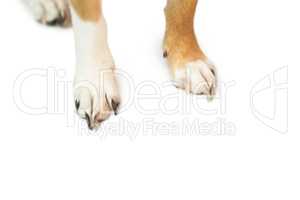Cute dogs paws
