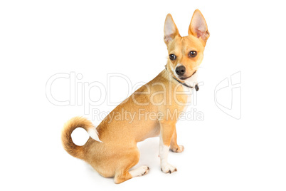 Cute little chihuahua dog