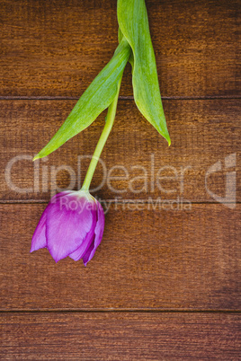 View of a beautiful purple flower