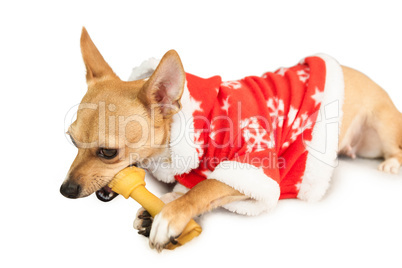 Cute festive dog in christmas jacket