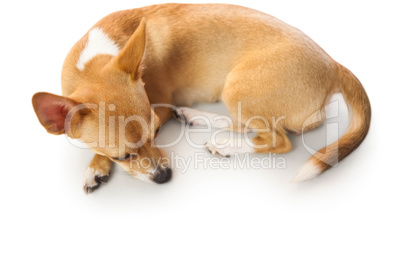 Cute dog lying down