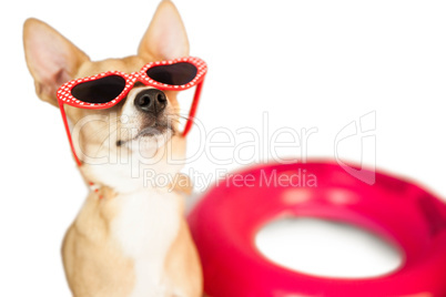 Cute dog with heart sunglasses