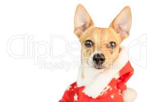 Cute festive dog in christmas jacket