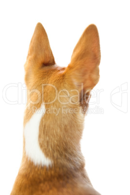 Cute dog with pointy ears