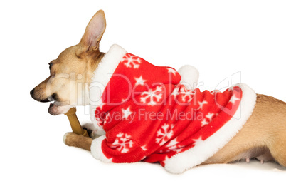 Cute festive dog in christmas jacket