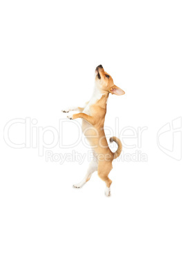 Cute chihuahua dog looking up