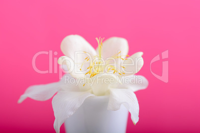 bouquet of white flowers