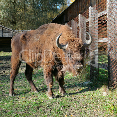 Young aurochs in the reserve