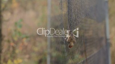Rotkehlchen gefangen in einem Netz