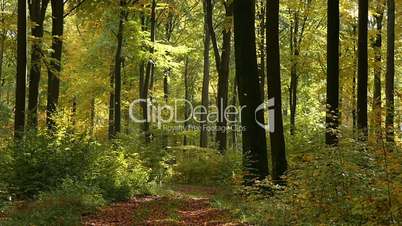 Zeitlupe von fallenden Blättern in einem Buchenwald
