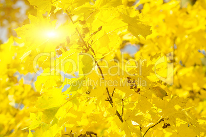 Goldene Herbstblätter