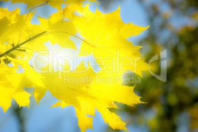 Golden autumn leaves