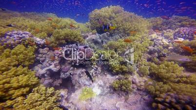 Stunning colorful coral reefs in the Red sea