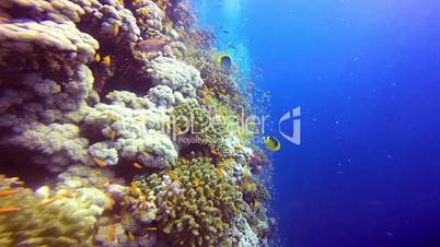Stunning colorful coral reefs in the Red sea