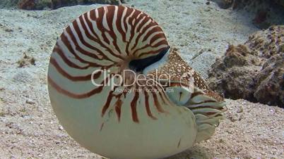 Amazing mollusk Nautilus over the reef near the archipelago of Palau