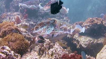 Temperamental dance of the mating of Pharaoh cuttlefish in the Andaman sea near Thailand