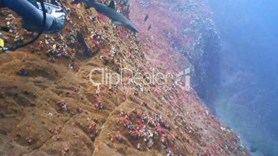 Lobster, running away from a reef shark at the rock of ROCA Partida in the Pacific ocean, Mexico