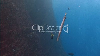Catfish, posing underwater videographer cliff at ROCA Partida in the Pacific ocean, Mexico