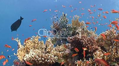 Graceful lionfish over coral reef in Red sea