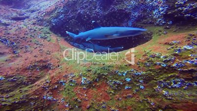 Great diving with the sharks at the rocks of ROCA Partida in the Pacific ocean, Mexico