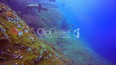 Great diving with the sharks at the rocks of ROCA Partida in the Pacific ocean, Mexico