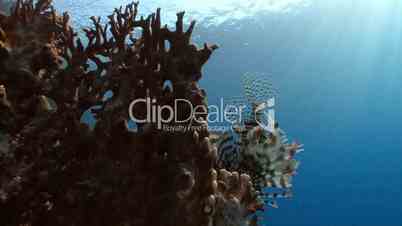 Graceful lionfish over coral reef in Red sea