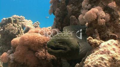 Angry giant Moray on coral reef in Red sea