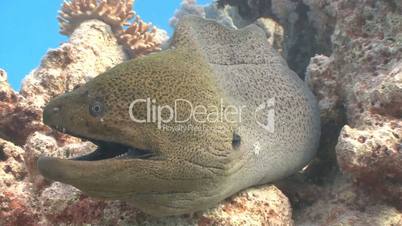 Angry giant Moray on coral reef in Red sea