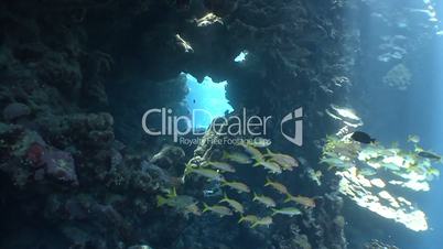 Great diving in the caves of the reef St. Johns in the Red sea
