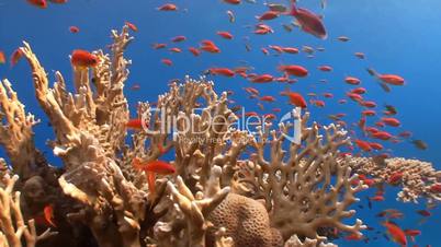 Stunning colorful coral reefs in the Red sea