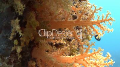 Stunning colorful coral reefs in the Red sea