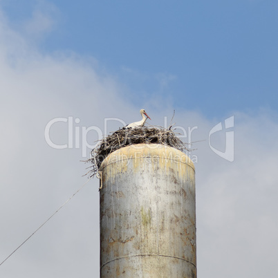 Stork on a roof of the water tower