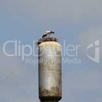 Stork on a roof of the water tower