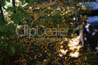 Cherry plum fruits on the earth