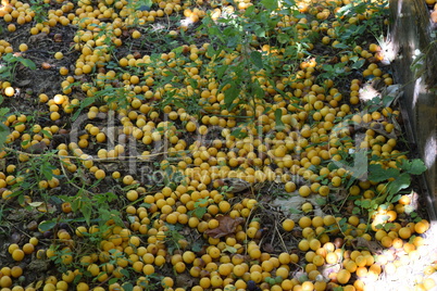 Cherry plum fruits on the earth