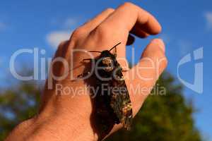 Dead head. The large  butterfly belonging to family of brazhnik.