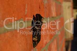 Dead head. The large  butterfly belonging to family of brazhnik.