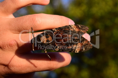 Dead head. The large  butterfly belonging to family of brazhnik.