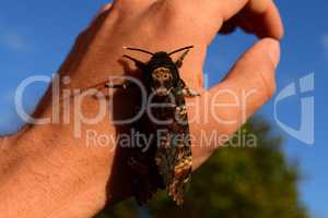 Dead head. The large  butterfly belonging to family of brazhnik.