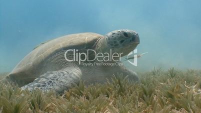 Great diving with green turtles grazing in the Red sea